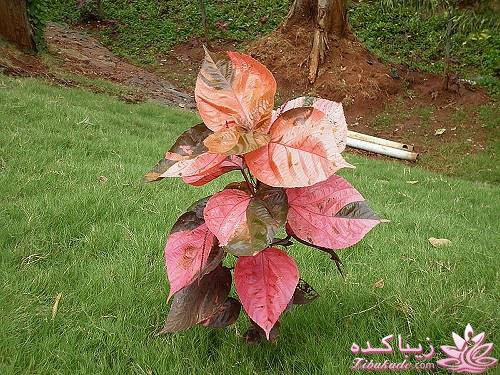 گیاهان آپارتمانی 